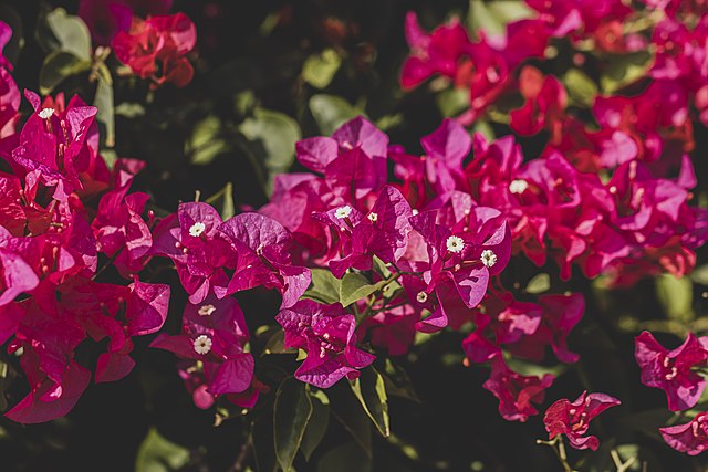 bougainvillea fucsia