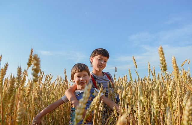 bambini in un campo di grano 