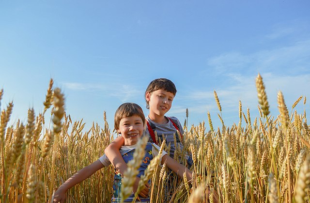 bambini in un campo di grano