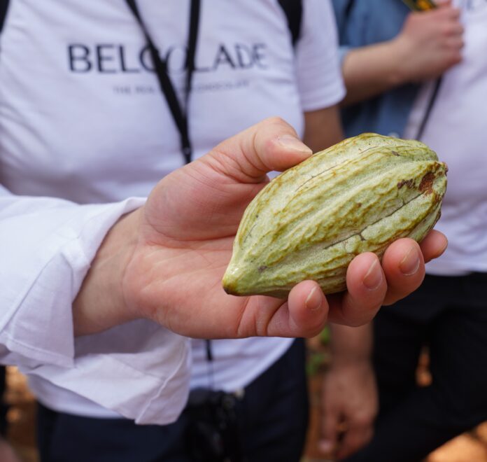Pasticceri italiani cacao criollo .- primo piano di una fava di cacao dalla forma ovale e verde, molto grossa, in mano ad una persona