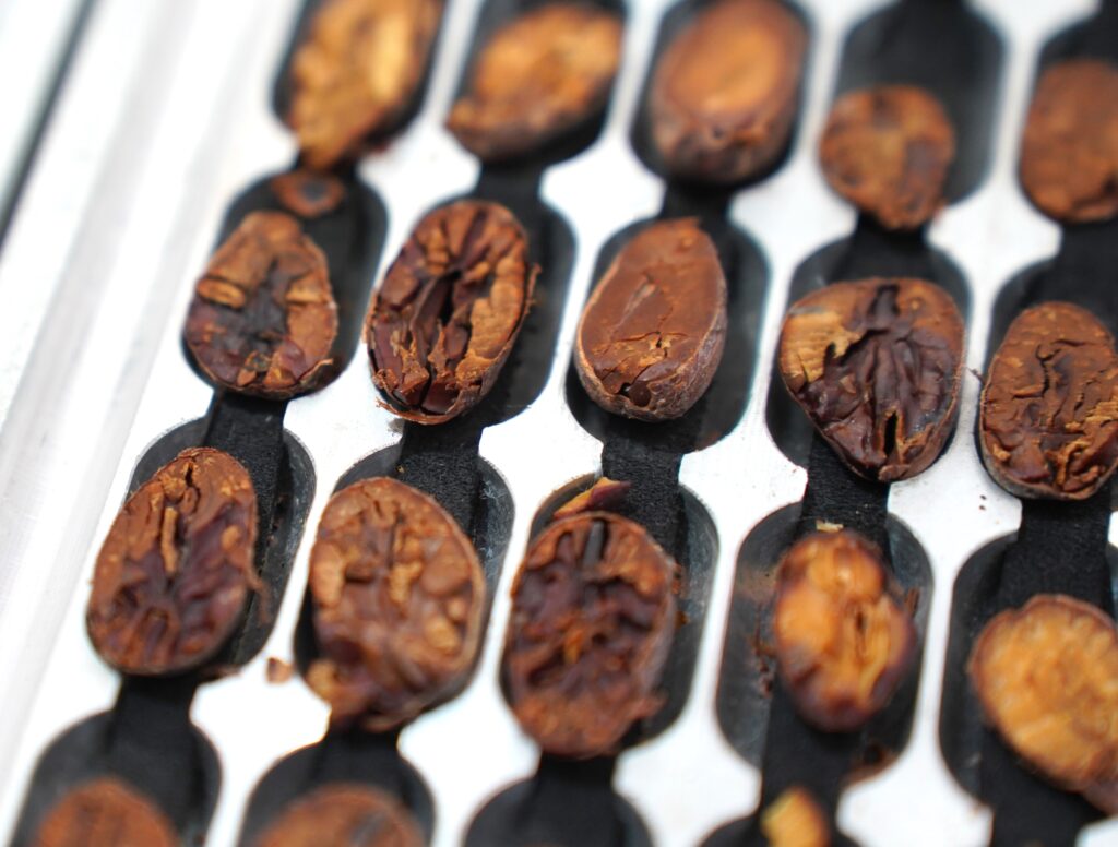 delle fave di cacao criollo