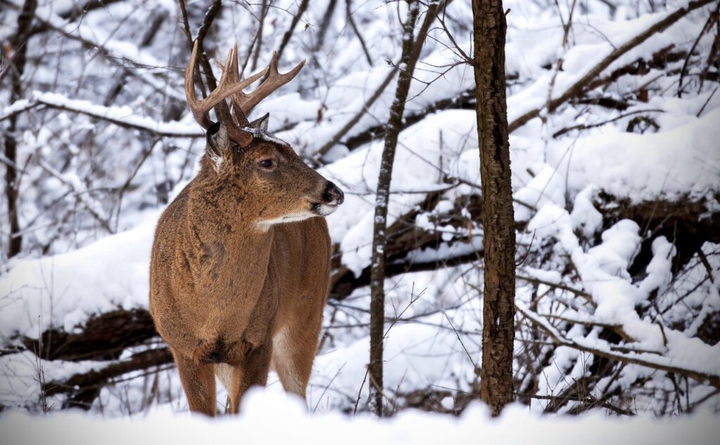 in mezzo alla neve e agli alberi un maestoso cervo marrone con lunghe corna