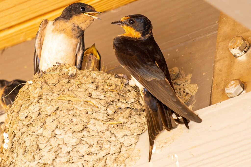 Mango - una coppia di rondini con il becco aperto stanno costruendo un nido 