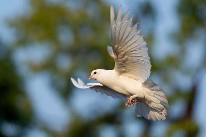la colomba - una colomba bianca con le ali spiegata