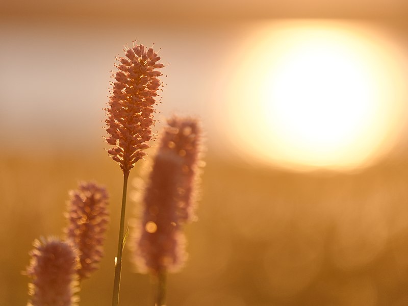 fiori di bistorta i un tramonto dorato immagine licenza CC
