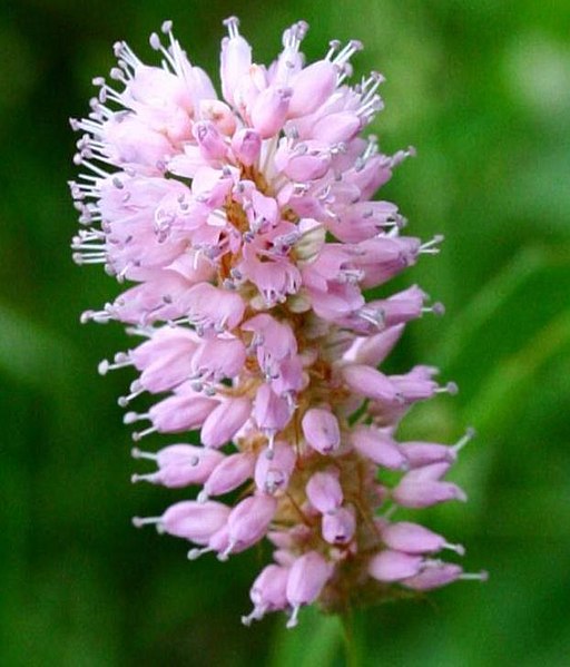 primo piano dei fiori rosati