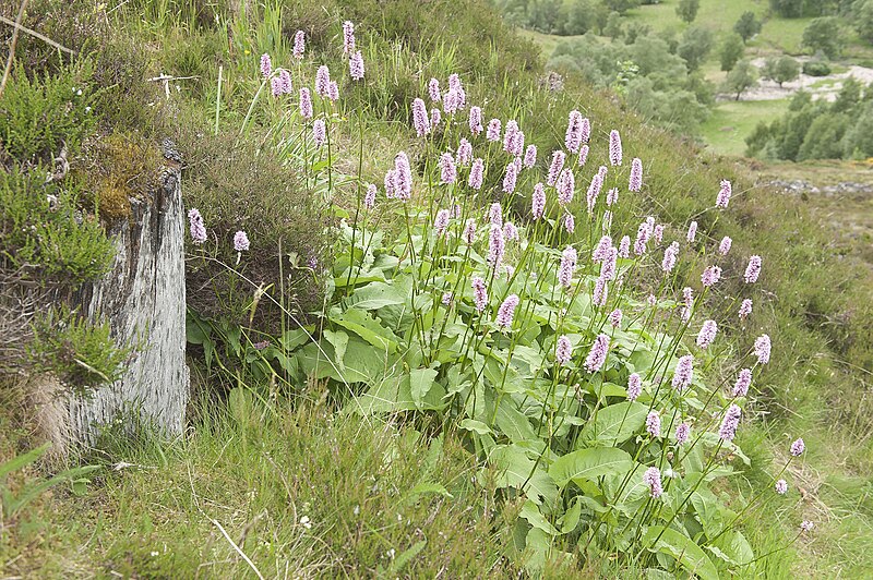 cespugli fioriti in un campo addossati a una roccia licenza immagine CC