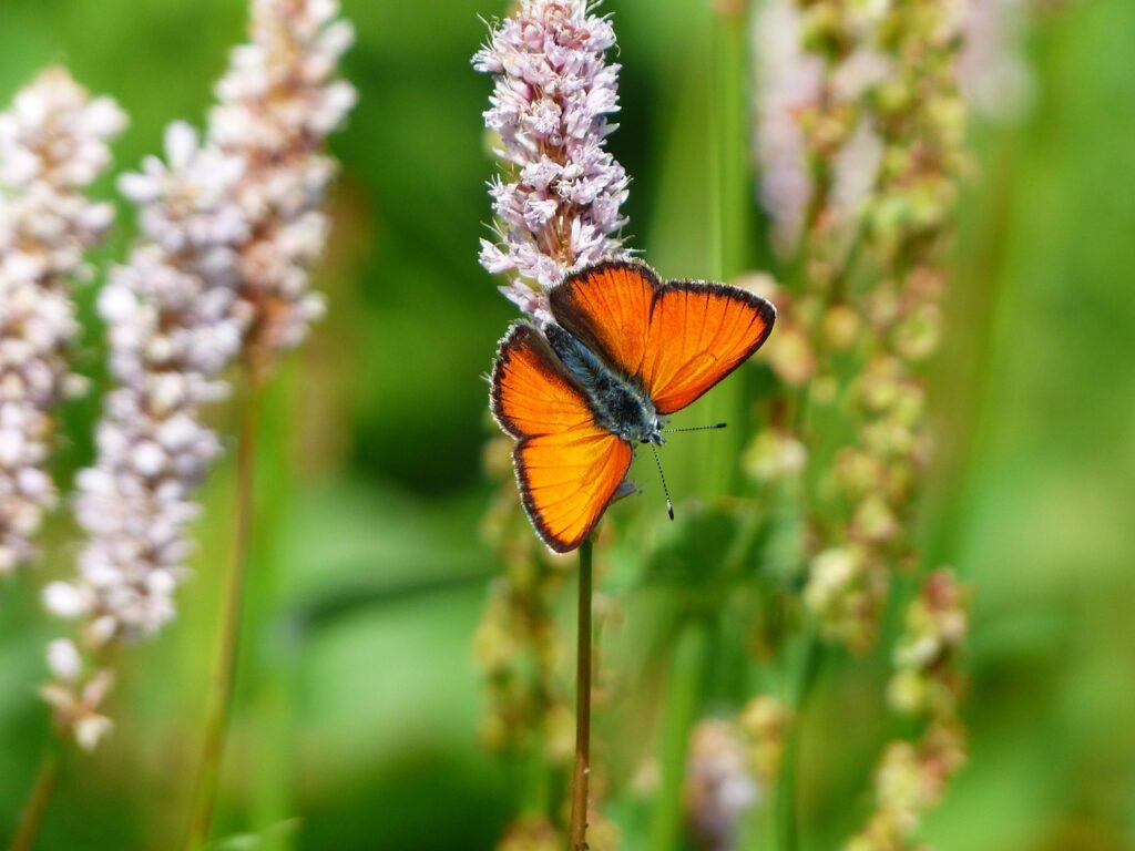 un fiore di bistorta con una farfalla nera e arancione immagine licenza cc