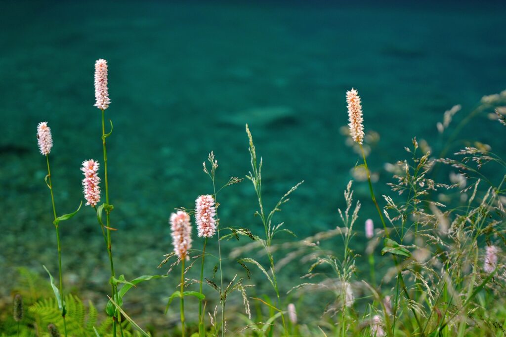 piccole infiorescenze in lontananza