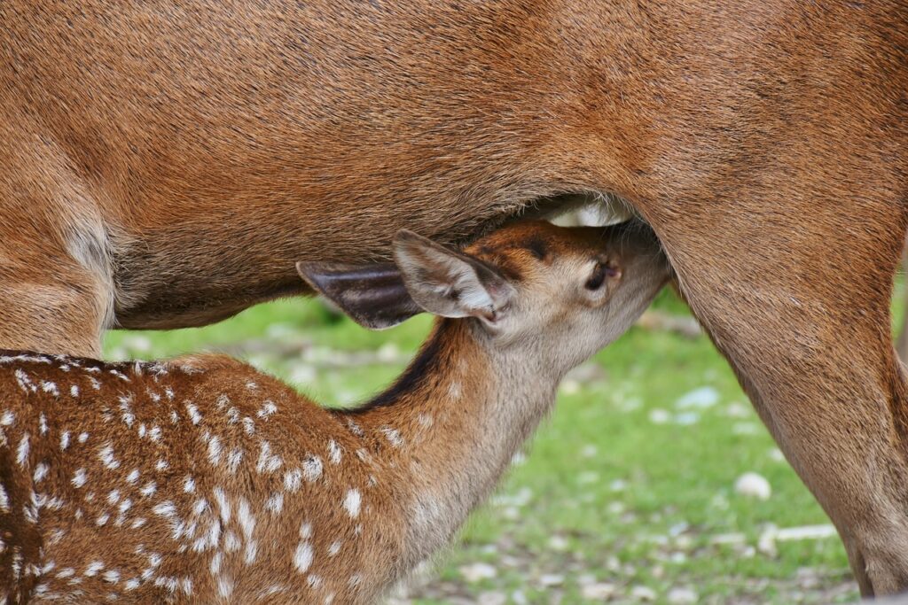 un piccolo cerbiatto si staalimentando dalle mammelle della mamma