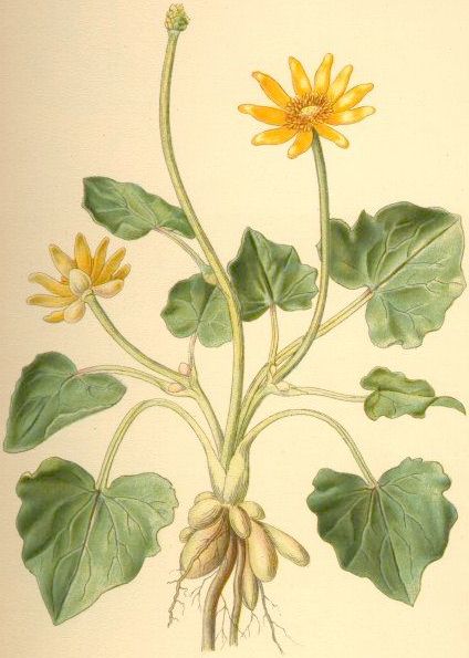 pagina di almanacco con disegnato favagello dai fiori gialli