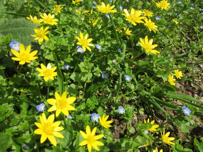 piccolo cespuglio di favagello con tanti piccoli fiori gialli