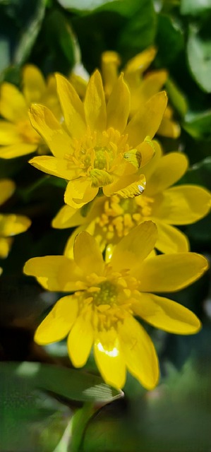 fiori di favagello in primo piano