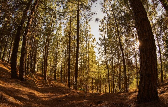 Una foresta illuminata dal sole