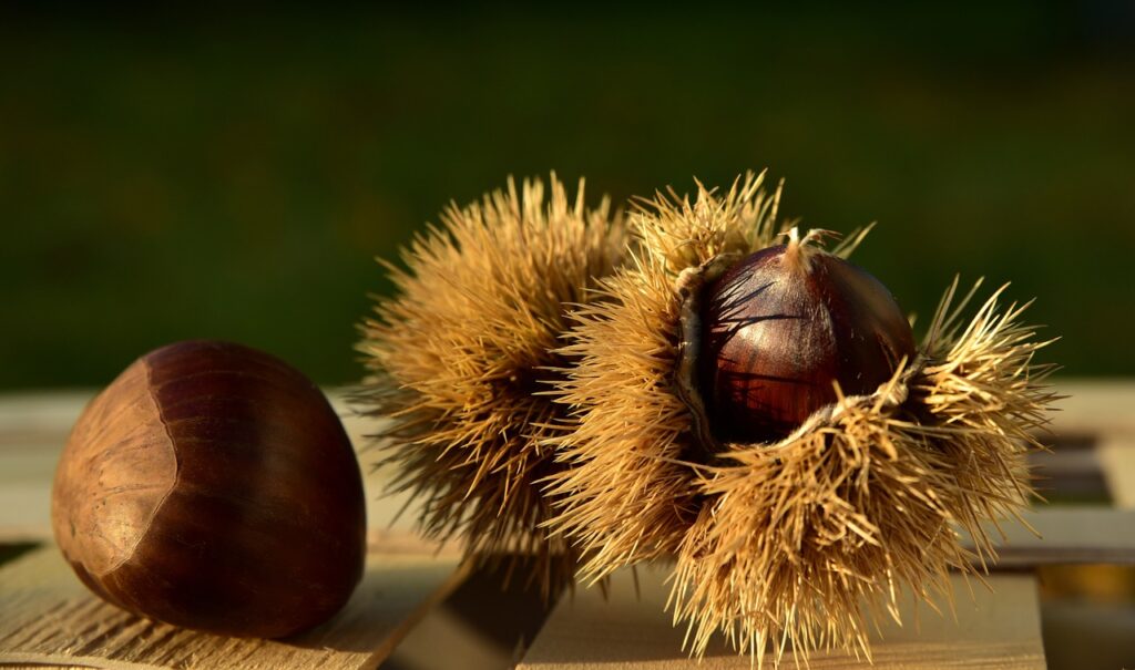 Basilicata - delle castagne all'interno del loro riccio e una fuori, belle, marroni