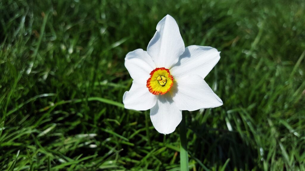 narciso bianco su fondo verde scuro intenso