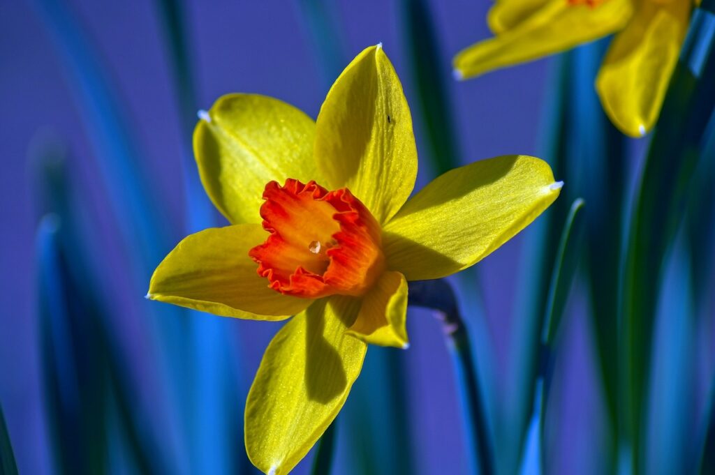 primo piano di un narciso giallo con interno arancione