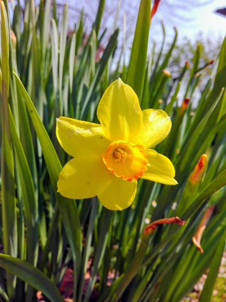 primo piano di narciso giunchiglia