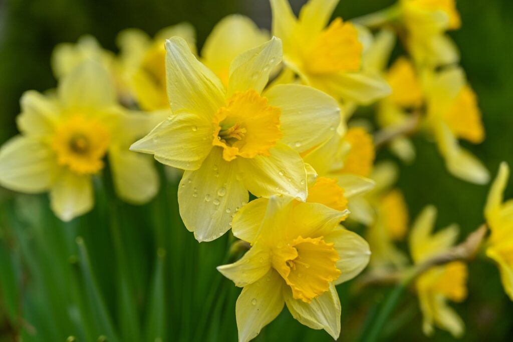 narciso trombone raccolto in mazzi 