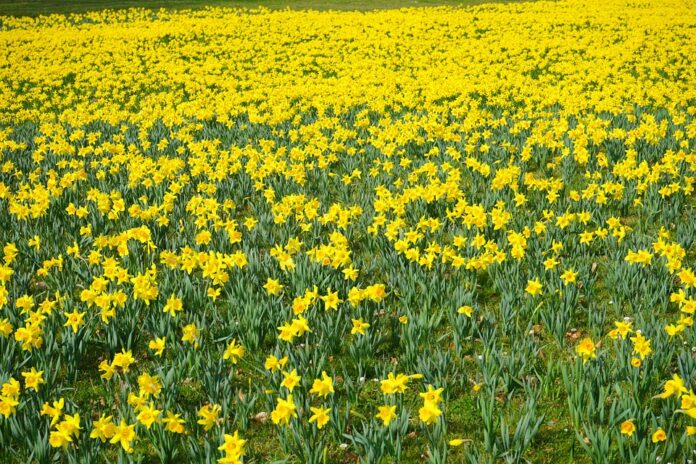 campo di narcisi gialli