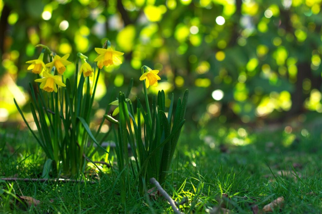 un campo di narcisi tromboni