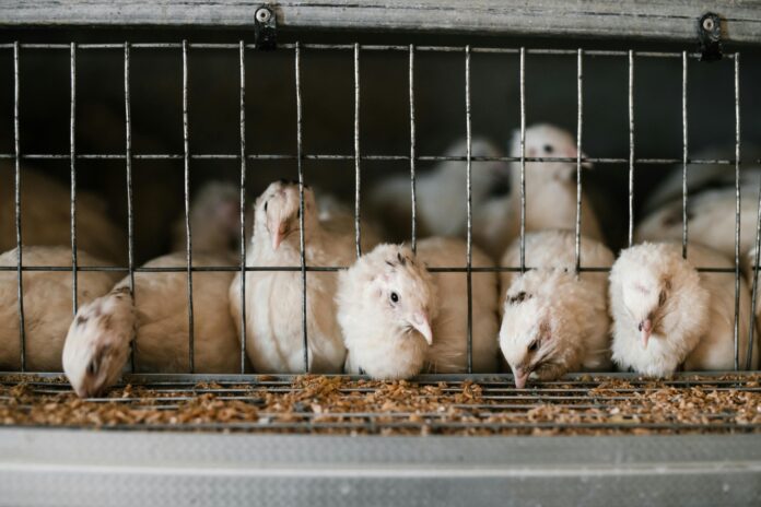 polli Lidl allevamenti intensivi - dei polli chiusi in gabbia stipati in mezzo a escrementi, paglia e mangime