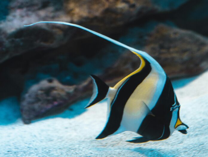 Protect the oceans - nella foto un pesce di forma romboide, con strisce gialle e nere nuota presso il fondale