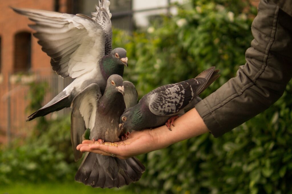 pace - delle colombe zompettano nelle mani di una persona