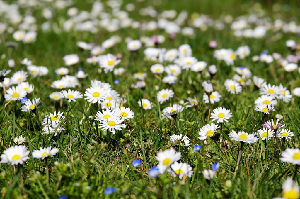 un campo pieno di pratoline