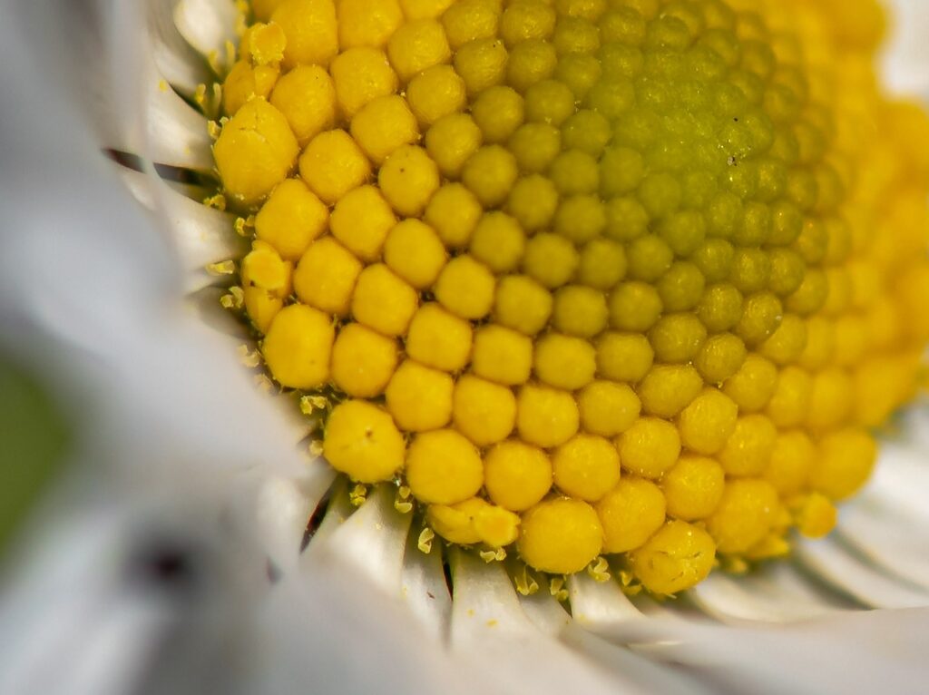 primo piano macro dell'interno del fiore con frutti acheni molto gialli