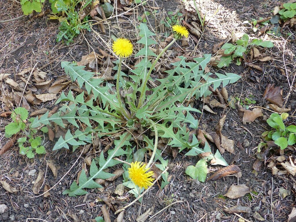 pianta di tarassaco sul terreno con piccoli fiori gialli appena sbocciati