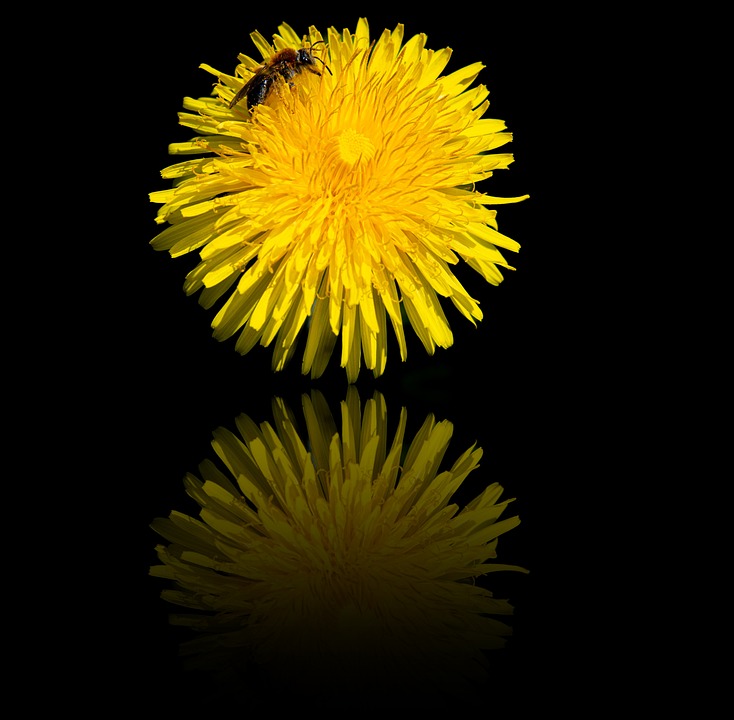 fiore giallo di tarassaco su fondo nero molto suggestivo