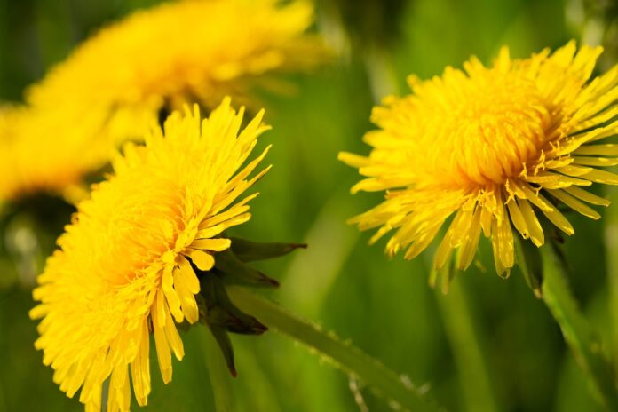 il tarassaco primo piano dei fiori gialli quasi arancioni