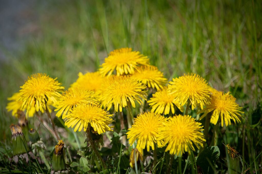 fiori gialli di tarassaco in un campo