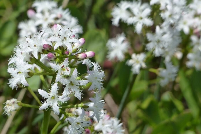 un campo pieno di trifoglio fiorito con i fiori bianchissimi