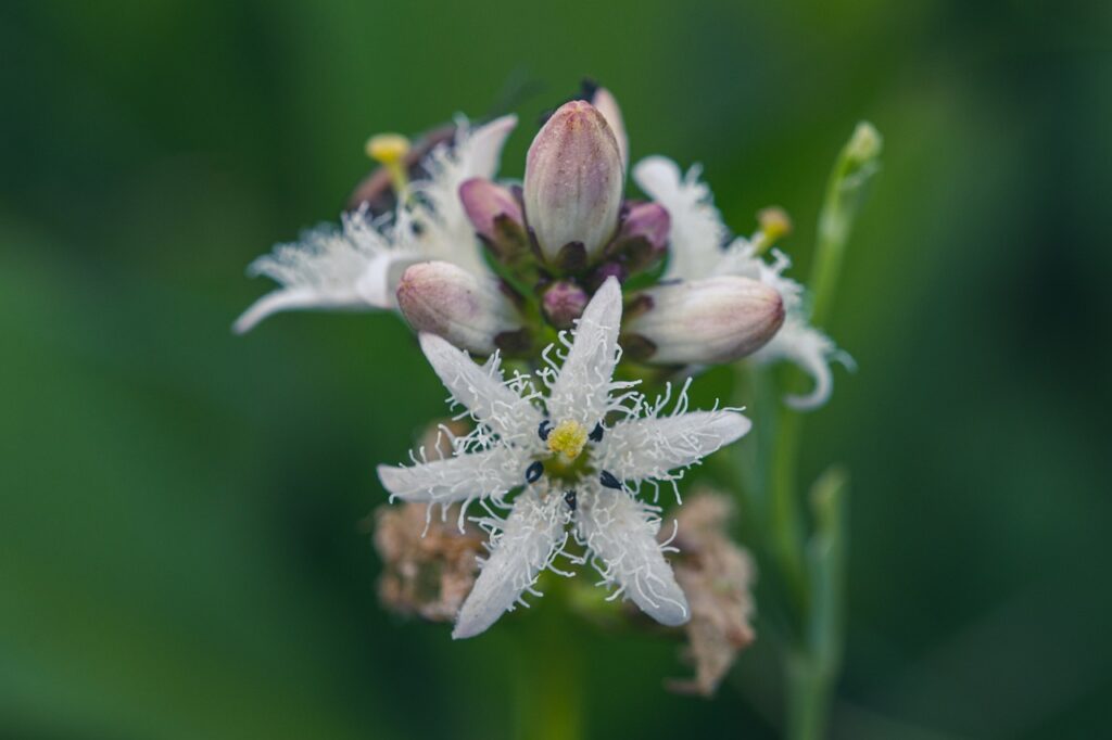 fiori di trifoglio fibrino bianchissimi e molto decorati come pizzi