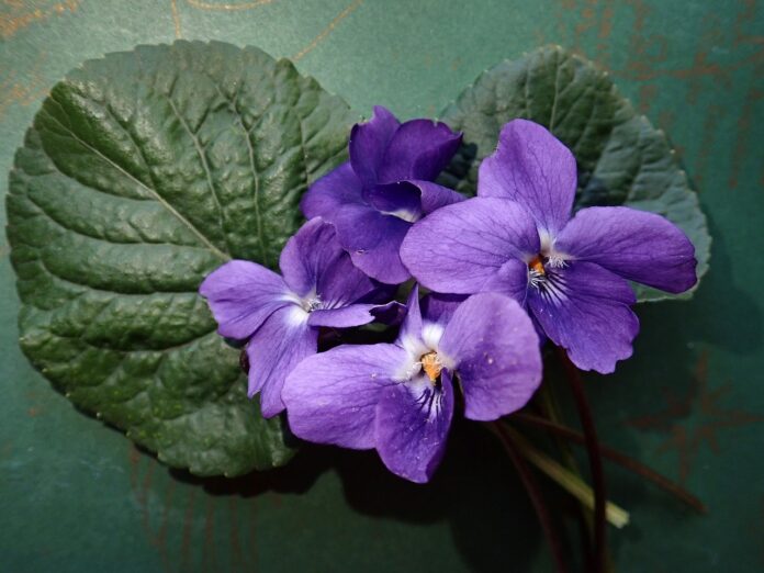 violette appoggiate su una foglia molto grande verde scuro