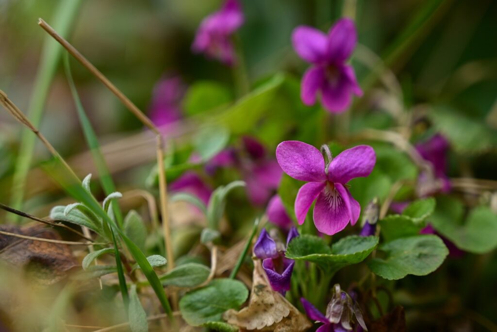 piccole violette di viola meno intenso