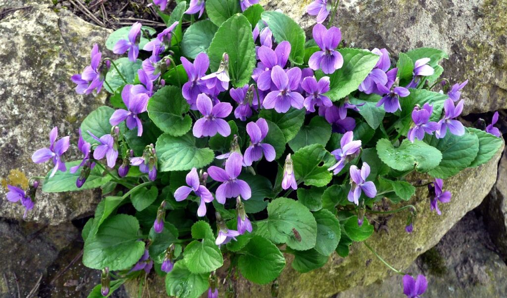 cespuglio di violette in un prato