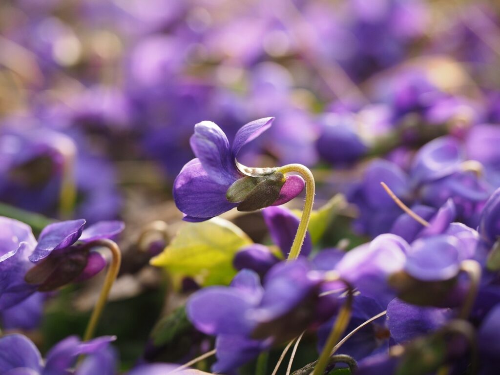 un campo pieno di violette piccole