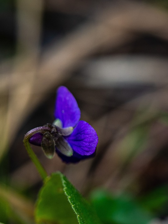 una violetta in primo piano su fondo soffuso curo