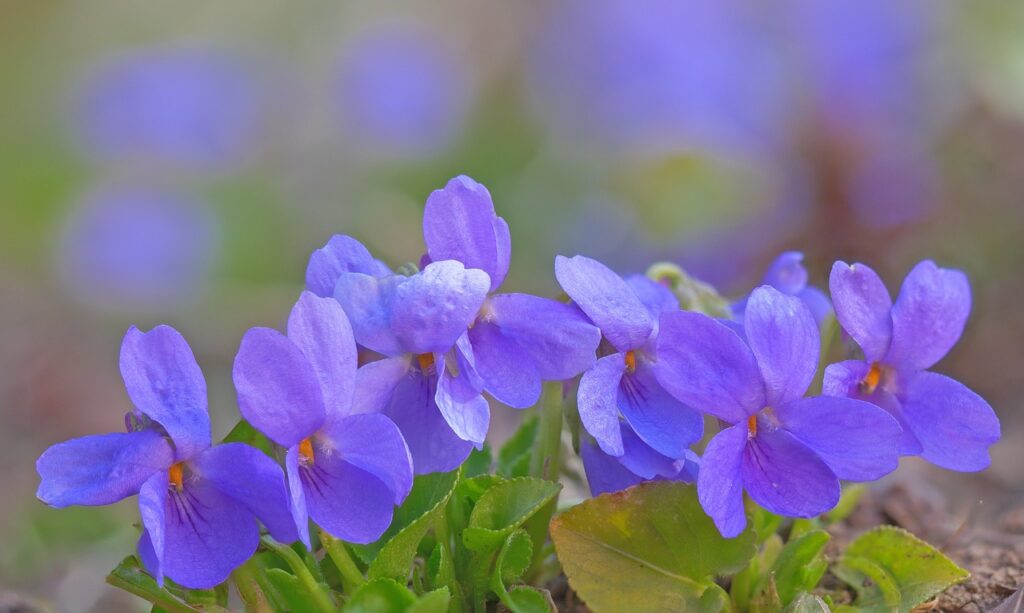 primo piano di violette con tenue color viola pallido