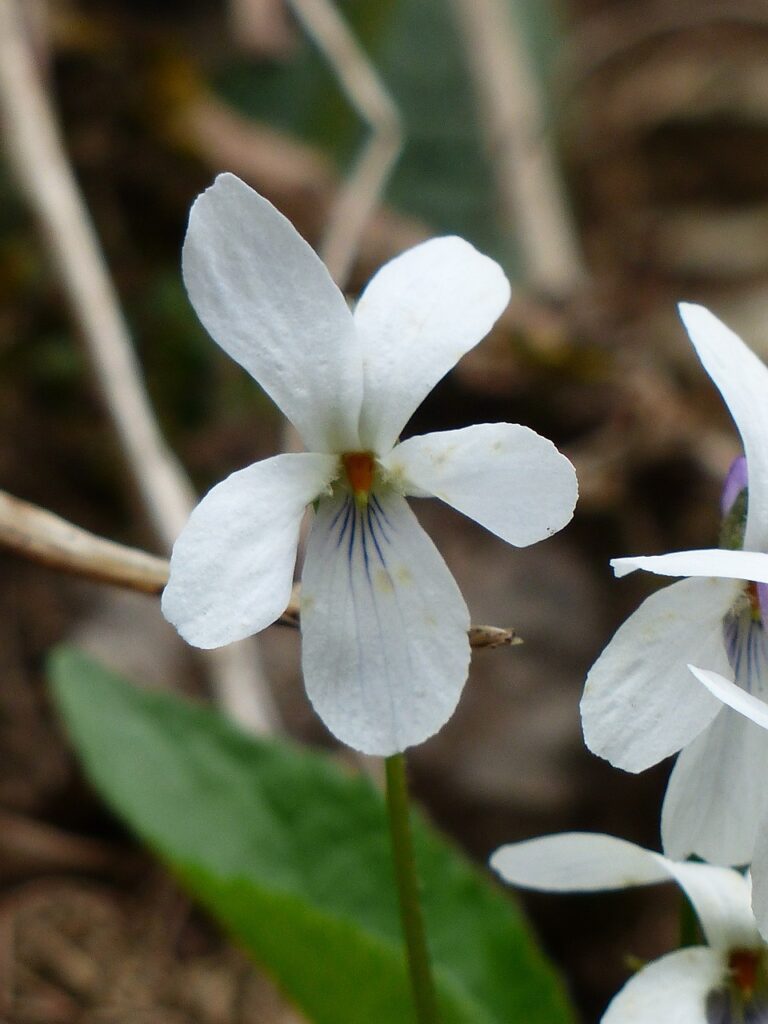 primo piano di due violette bianche