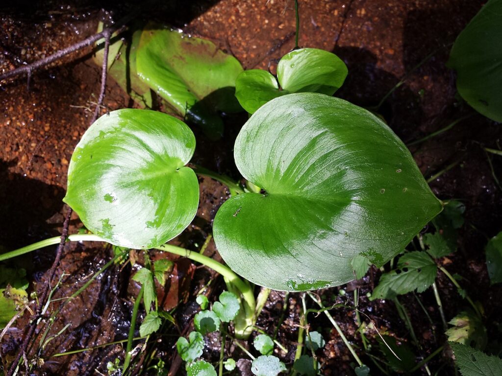 primo piano di folgie molto grandi a cuore verde smeraldo su terriccio