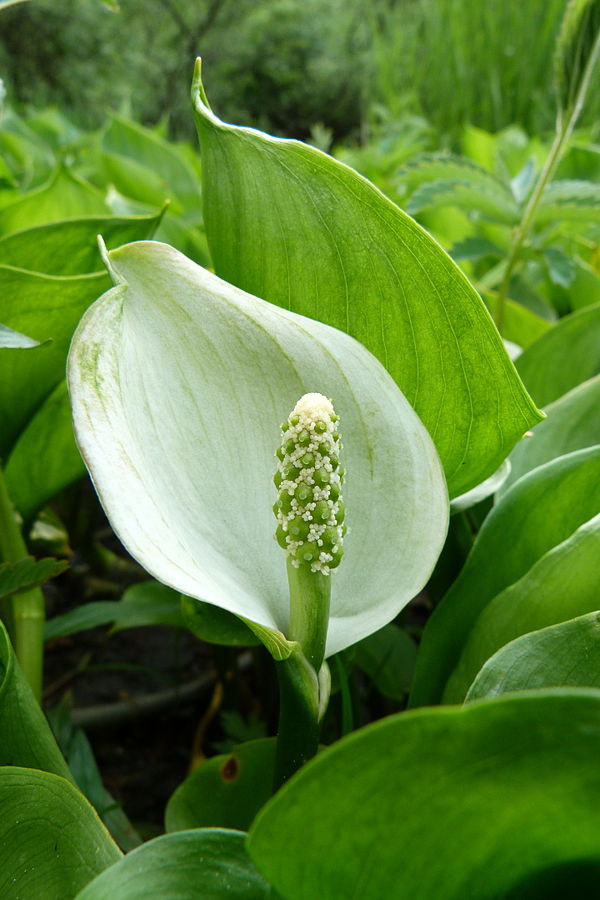 primo piano di una splendida calla completamente aperta su fono verde brillante