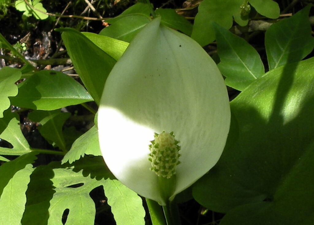 una calla ripresa con contrasto di luci e ombre sul fiore aperto