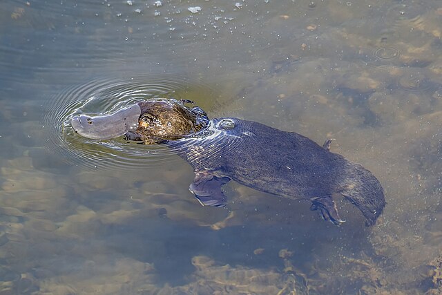 mammifero ornitorinco in acqua, con becco d'anatra, pelliccia scura