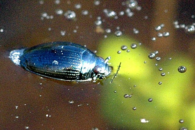 insetti - un coleottero girino tutto blu, di forma ovale, nuota in acqua