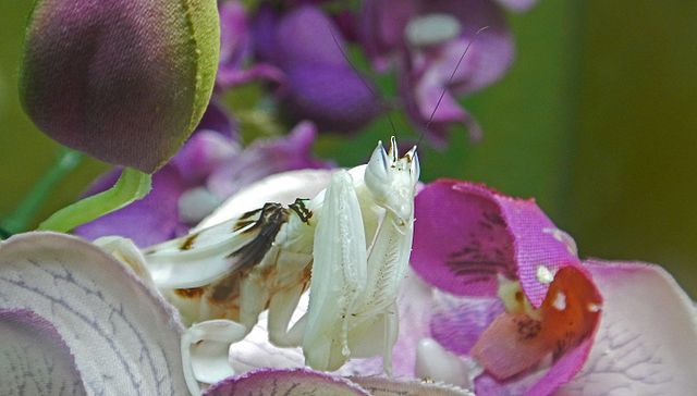 Insetti straordinari. unamantide orchidea camuffata in mezzo al fiore di un'orchidea bianca e rosa