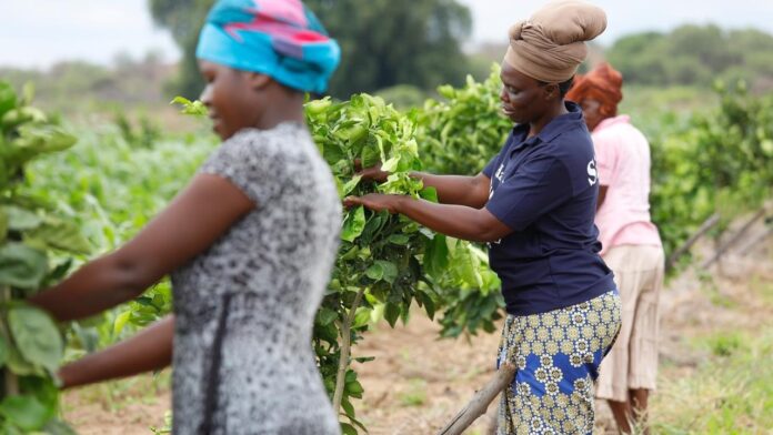 moda e design - delle donne africane stanno raccpogliendo frutti in campagna